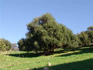 Olivastro di Meleu