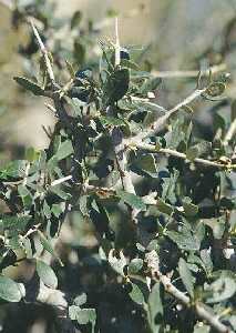 Olea europea